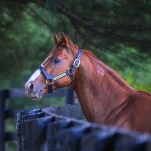 Image post by @thebloodhorse on Instagram
