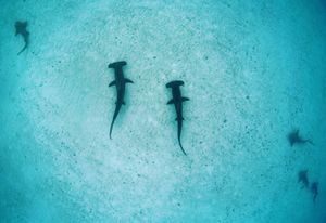 Image post by @discovery on Instagram