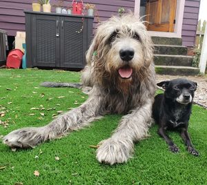 Image post by @thesavannahwolfhound on Instagram