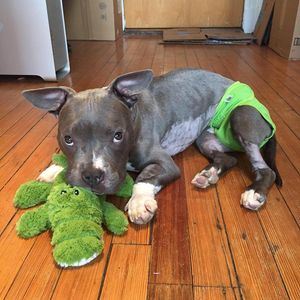 Image post by @animalplanet on Instagram