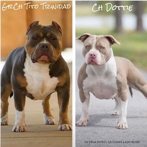Image post by @1911bullies on Facebook