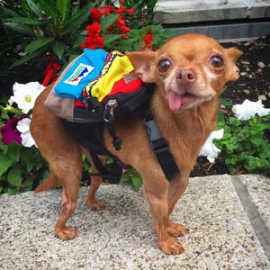 Image post by @animalplanet on Instagram
