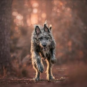 Image post by @thesavannahwolfhound on Instagram