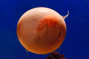Image post by @ScienceChannel on Twitter
