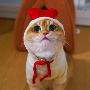 Image post by @animalplanet on Instagram