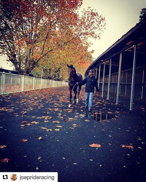 Image post by @australianturfclub on Instagram