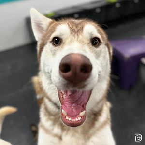 Image post by @dogtopiagr on Instagram
