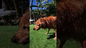 Video post by @gopro on YouTube