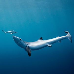 Image post by @discovery on Instagram