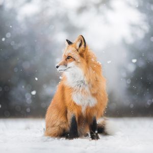 Image post by @AnimalPlanet on Twitter