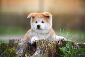 Image post by @AnimalPlanet on Twitter