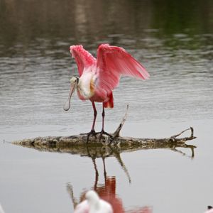 Image post by @animalplanet on Instagram