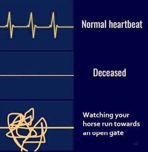 Image post by @snaffle_it on Instagram