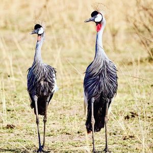 Image post by @chiawasafaris on Instagram
