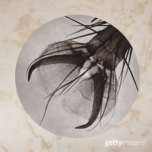 Image post by @gettyimages on Instagram