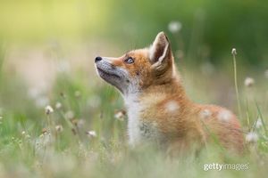 Image post by @gettyimages on Instagram