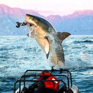 Image post by @discovery on Instagram