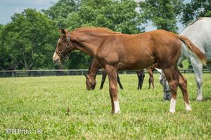 Image post by @spendthriftfarm on Instagram