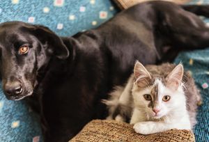 Image post by @yourfuzzy on Instagram