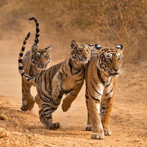 Image post by @animalplanet on Instagram
