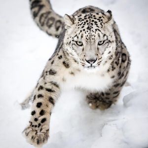Image post by @animalplanet on Instagram