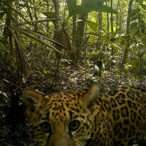 Image post by @centerforbiodiv on Instagram