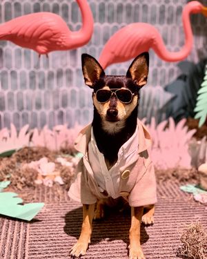 Image post by @pickles_houdini on Instagram