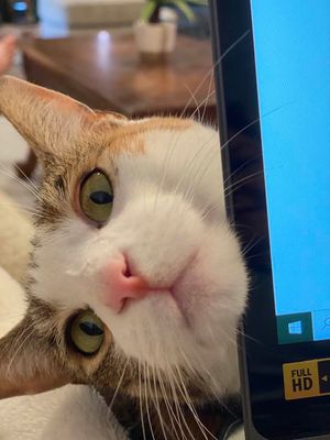 Image post by @DiamondPetFood on Twitter