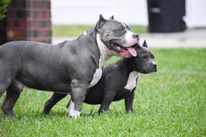 Image post by @1911bullies on Facebook