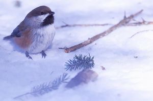 Image post by @hm_birds on Instagram