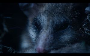 Image post by @reddigitalcinema on Instagram