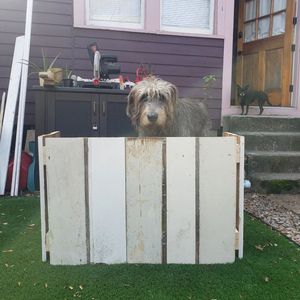 Image post by @thesavannahwolfhound on Instagram