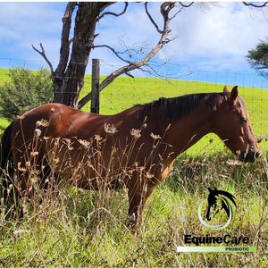 Image post by @equinecareprobiotic on Instagram