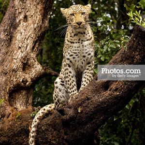 Image post by @animalplanet on Instagram