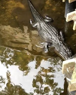 Image post by @ilovetheburg on Instagram