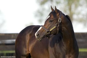 Image post by @spendthriftfarm on Instagram