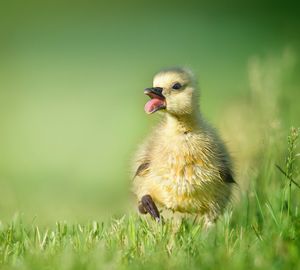 Image post by @AnimalPlanet on Twitter
