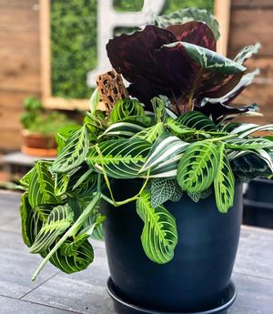 Image post by @shopbachmans on Instagram