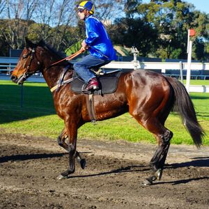 Image post by @australianturfclub on Instagram