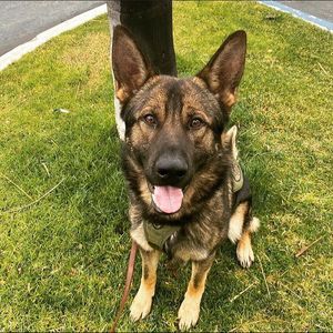 Image post by @vcsheriff on Instagram