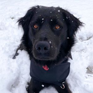 Image post by @animalplanet on Instagram