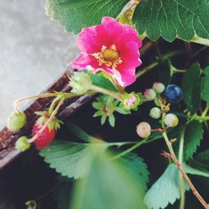 Image post by @bonnieplants on Instagram