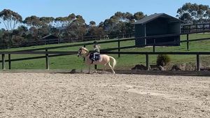 Video post by @CavalliPark on Facebook