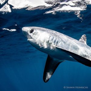 Image post by @leonardodicaprio on Instagram