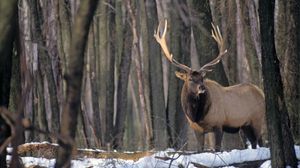 Image post by @meateater on Instagram