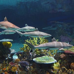 Image post by @discovery on Instagram