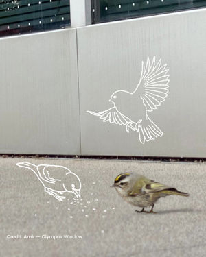 Image post by @featherfriendly on Instagram