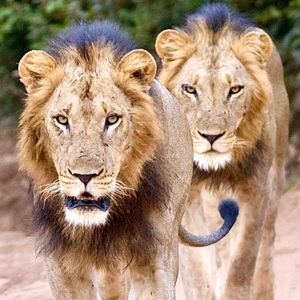 Image post by @chiawasafaris on Instagram