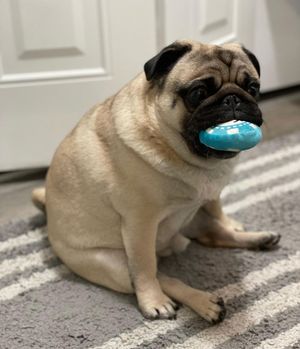 Image post by @pupcorntreats on Instagram