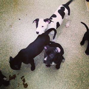 Image post by @animalplanet on Instagram